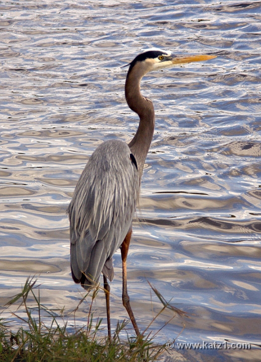 Heron 2